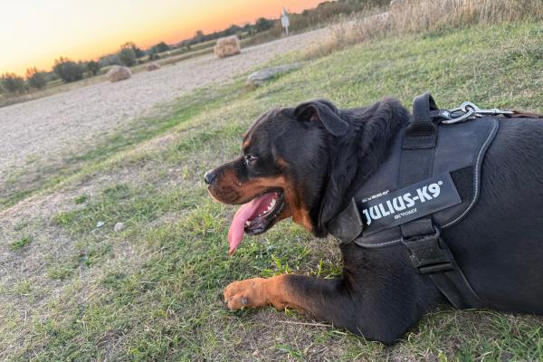 Rambo