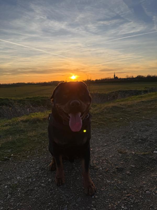 Rambo
