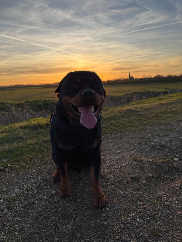 Rambo