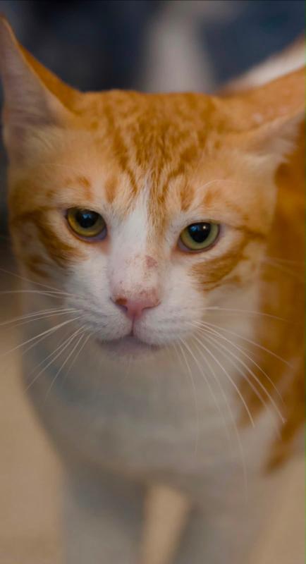 Garfield