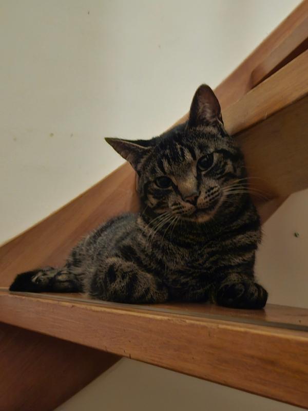 Pepper