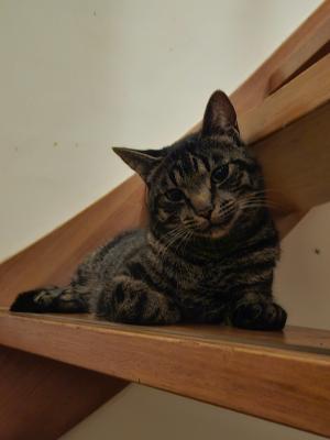 Pepper