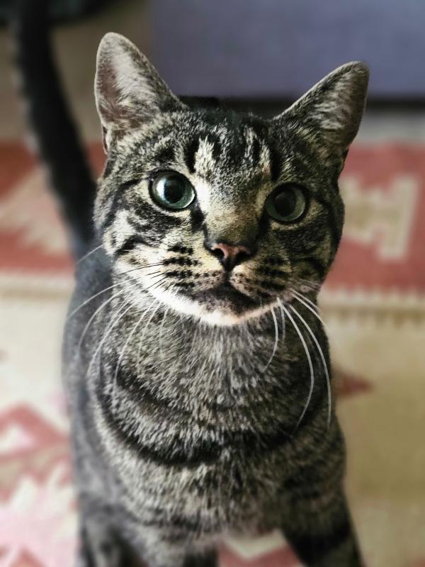 Pepper