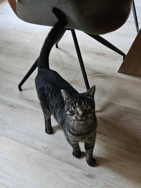 Pepper