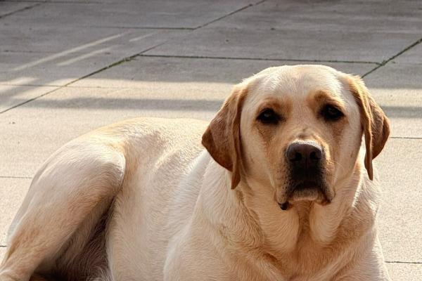 Bailey