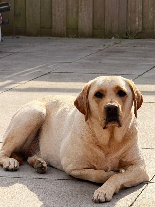Bailey