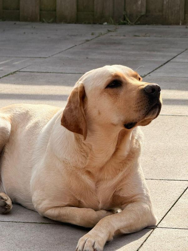 Bailey