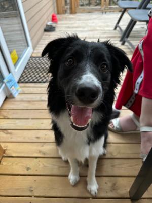 Loki