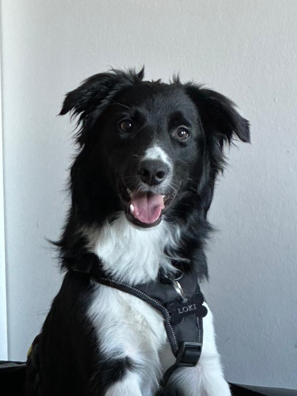 Loki