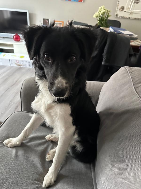 Loki