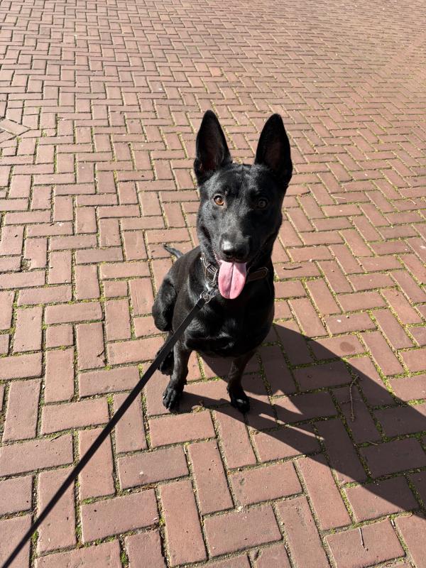 Diesel