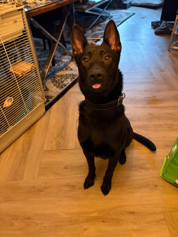 Diesel