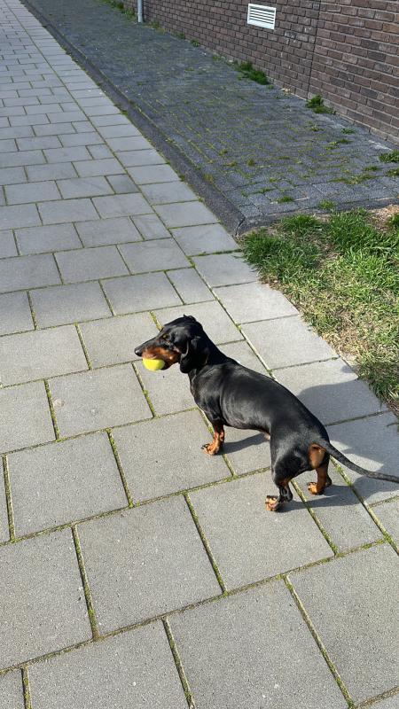 Chip