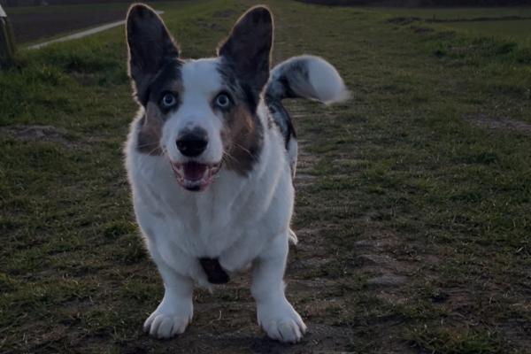 Jake