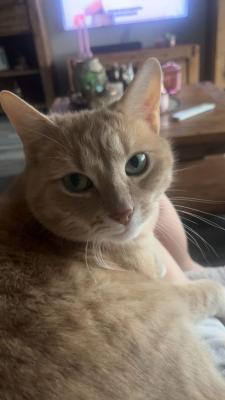 Bella