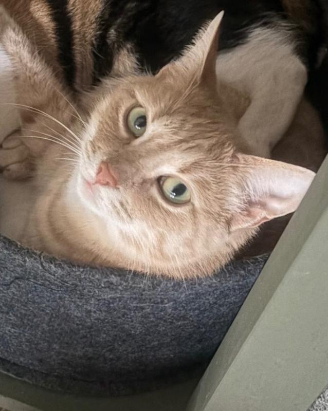Bella