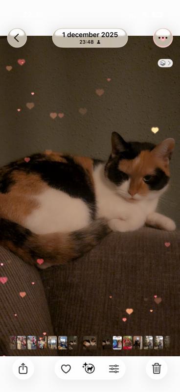 Baily
