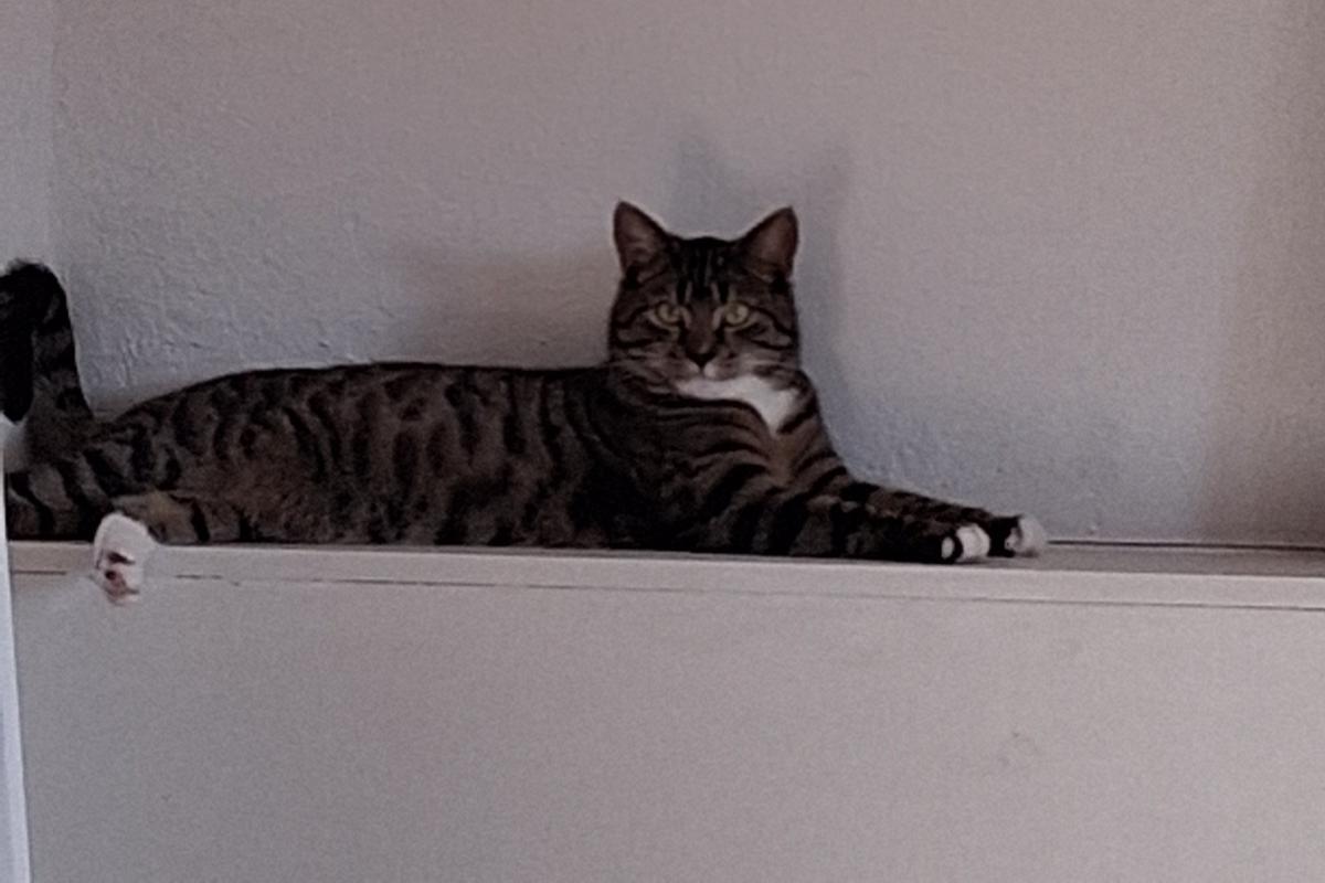 Guusje