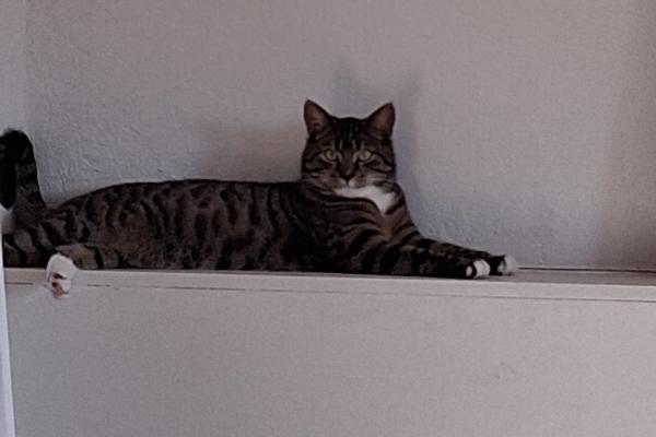 Guusje