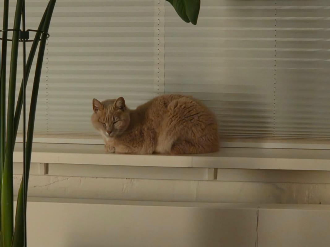 Funghi
