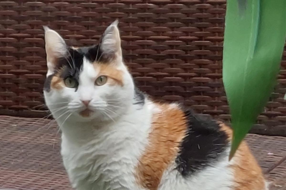 Lizzie