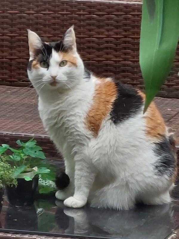 Lizzie