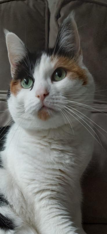 Lizzie