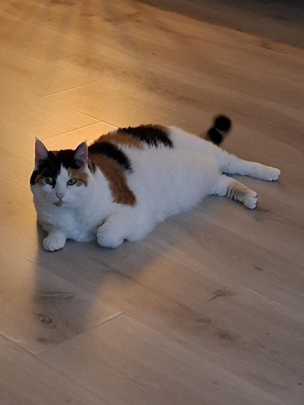 Lizzie