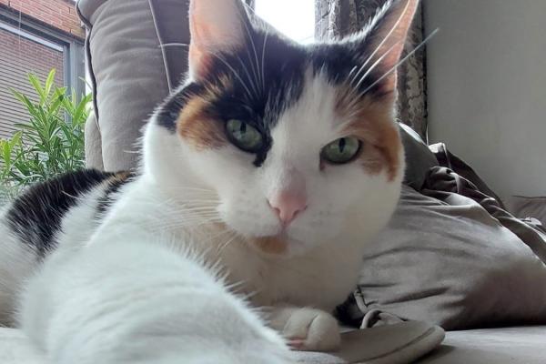 Lizzie