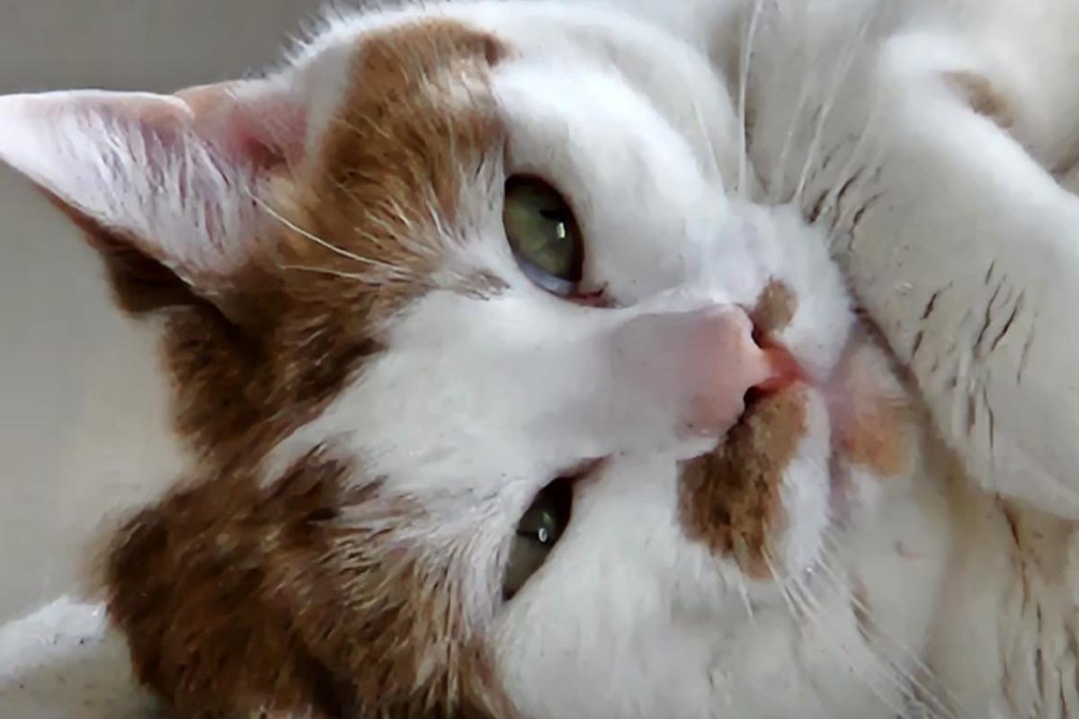 Nala