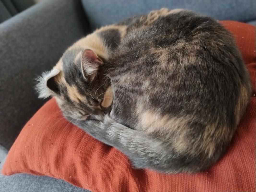 Lola