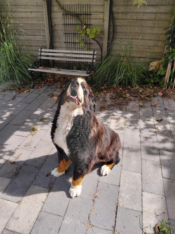 Max