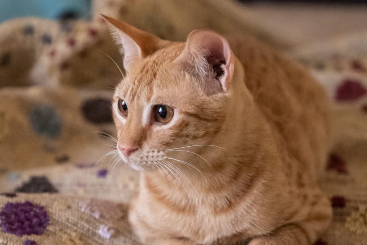 Amir