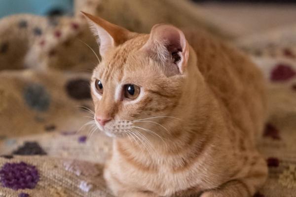Amir
