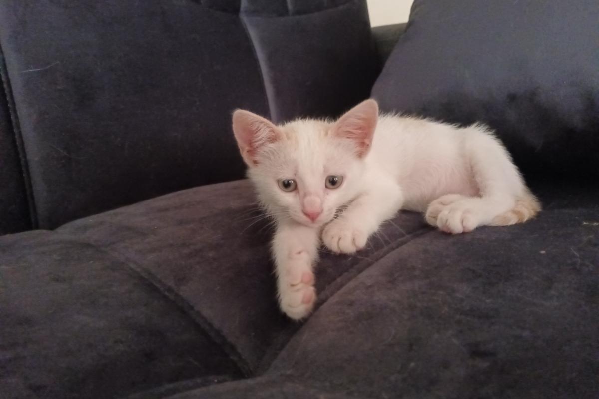 Bella