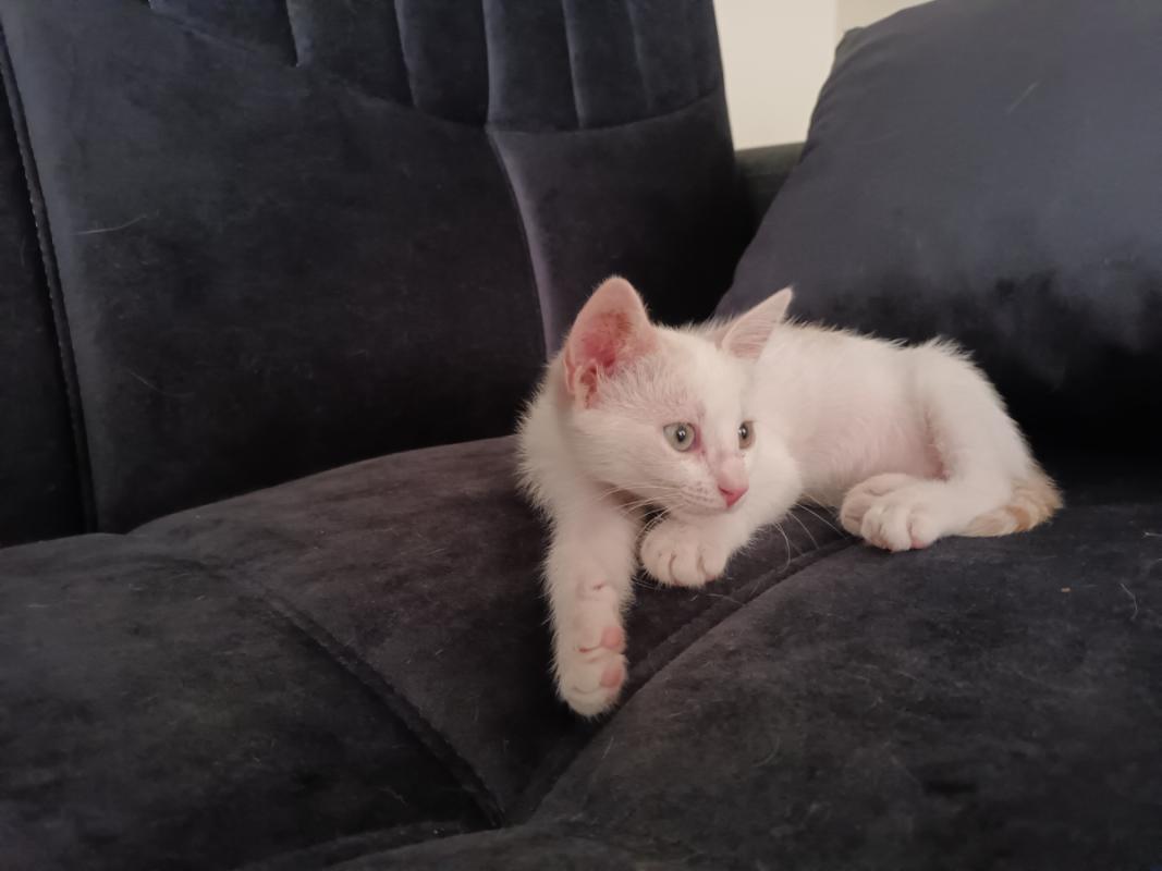Bella