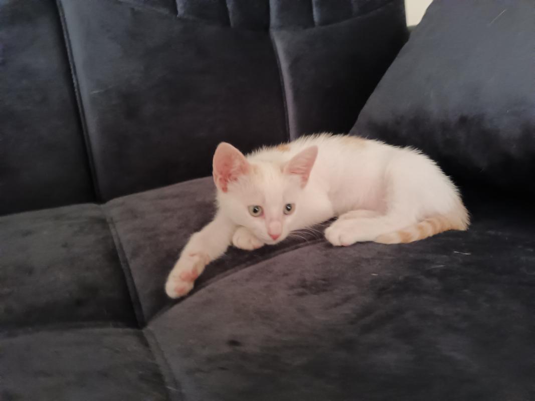 Bella