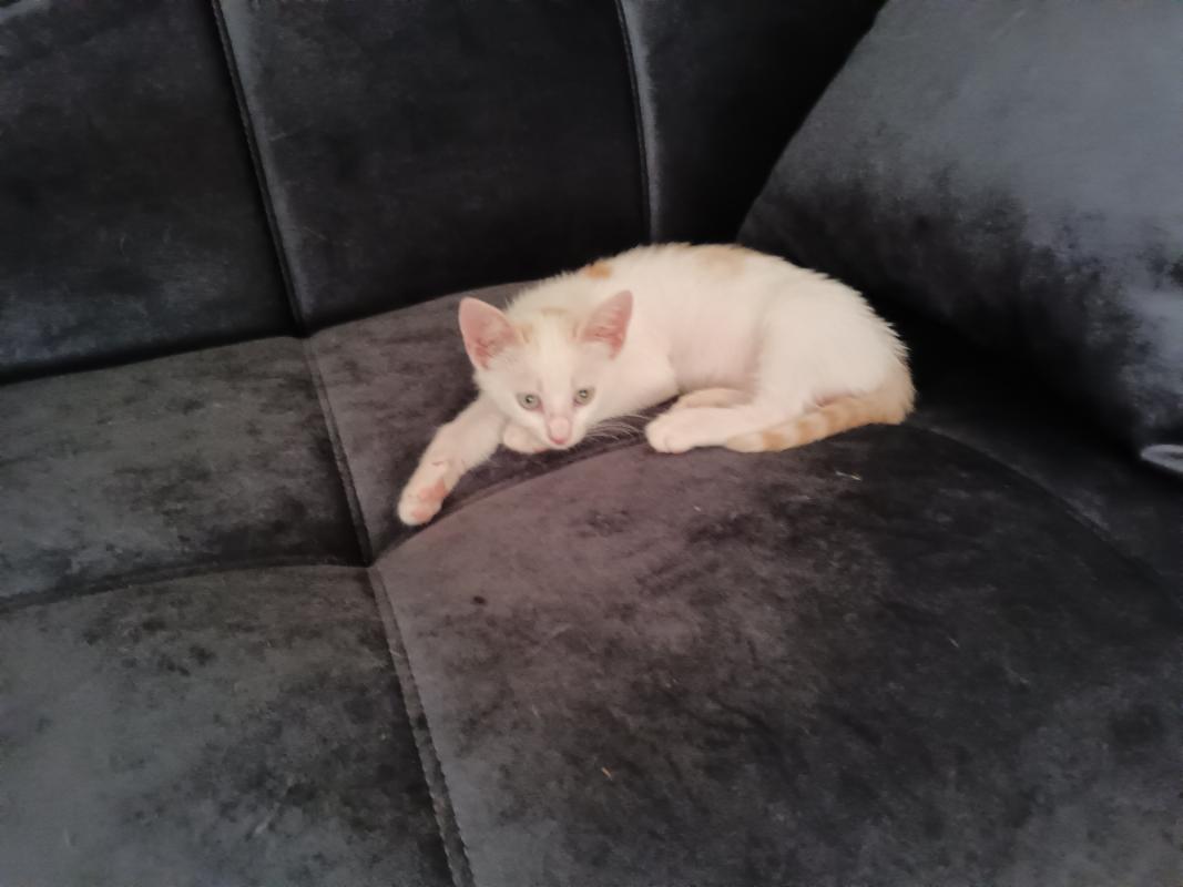 Bella