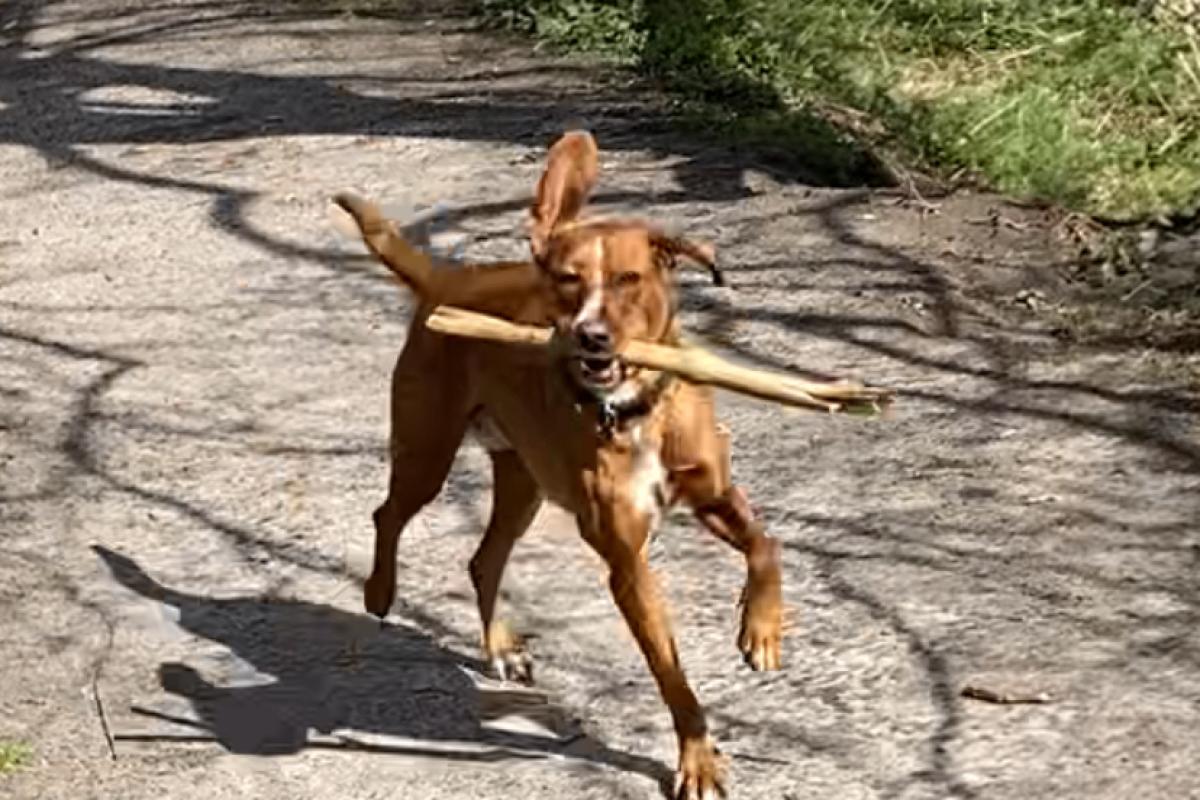 Bo