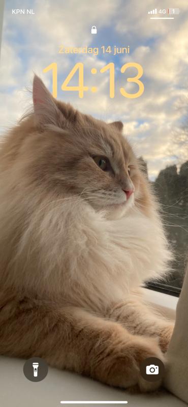 Bram
