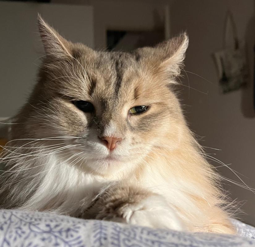 Guusje
