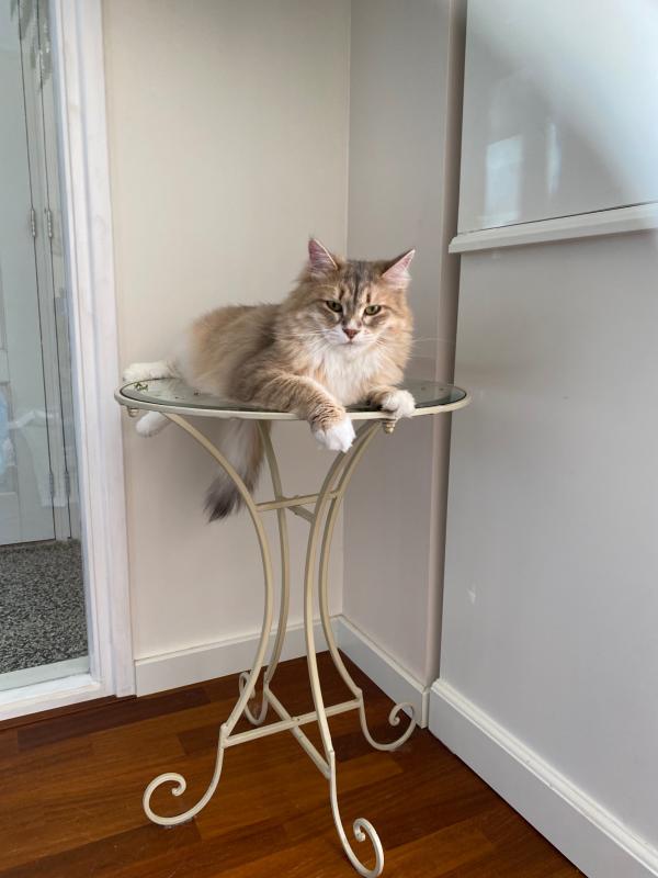 Guusje