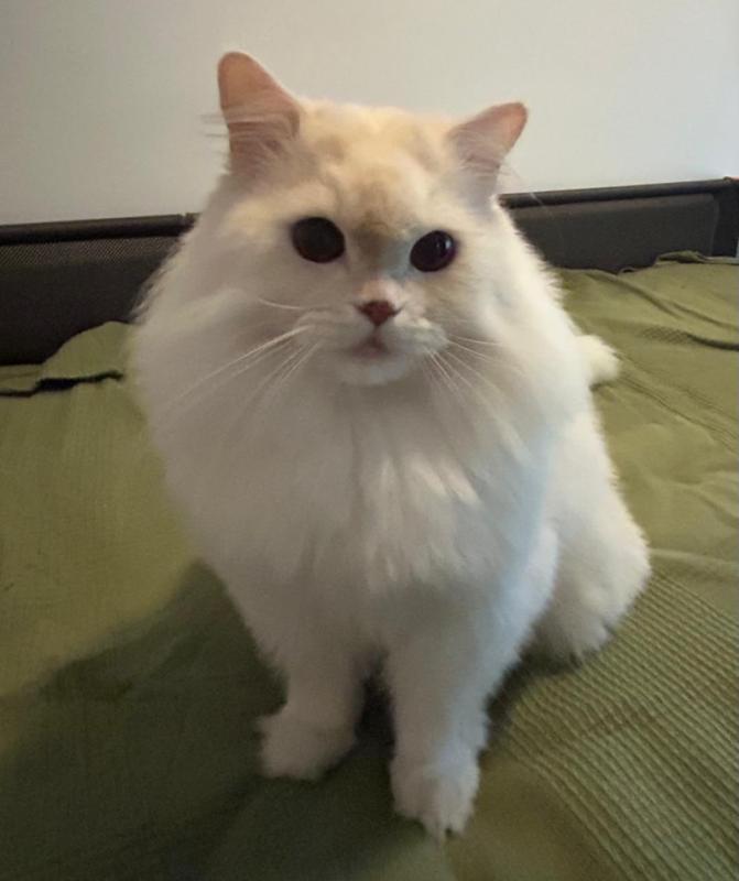 Mishou