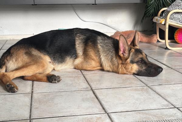 Rex