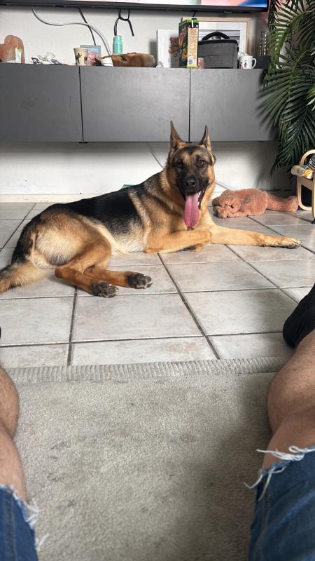 Rex