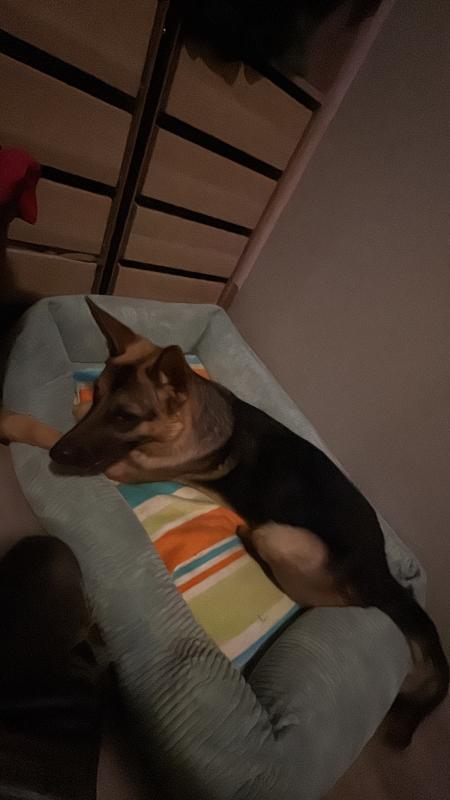 Rex