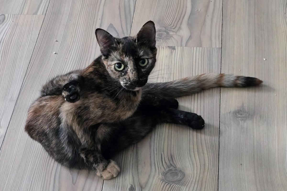 Mochi