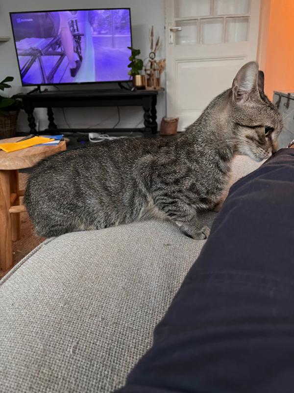 Duschanka