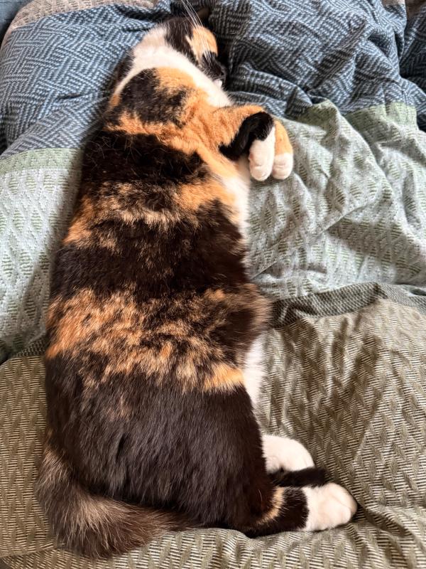 Lilly