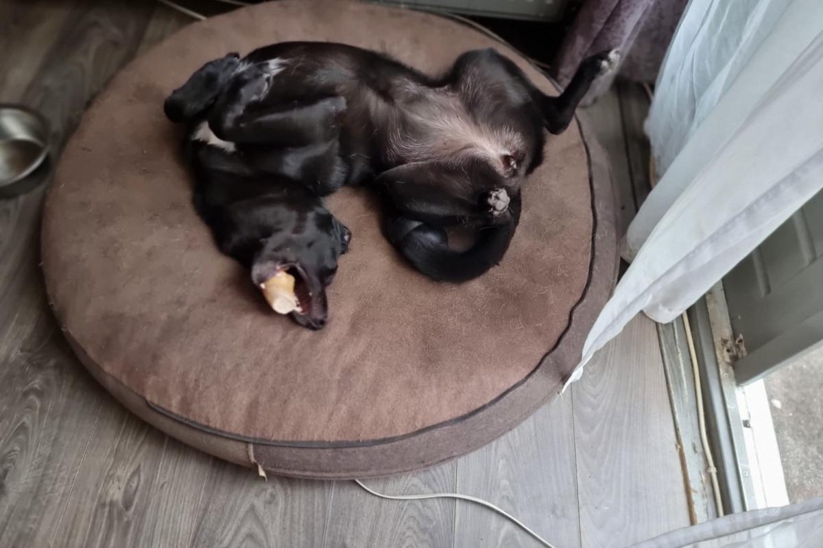 Blacky